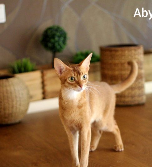 בית גידול לחתולי אביסיני – Abycatil