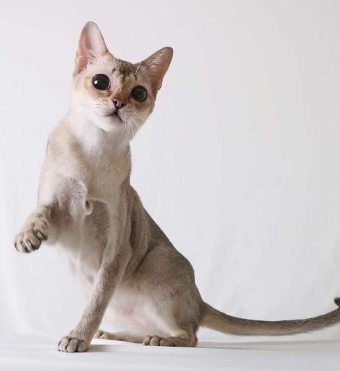 בית גידול לחתולי סינגפורה – Galax Cat