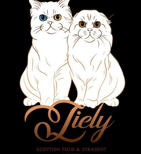 בית גידול לחתולי סקוטיש פולד וסקוטיש סטרייט – Liely