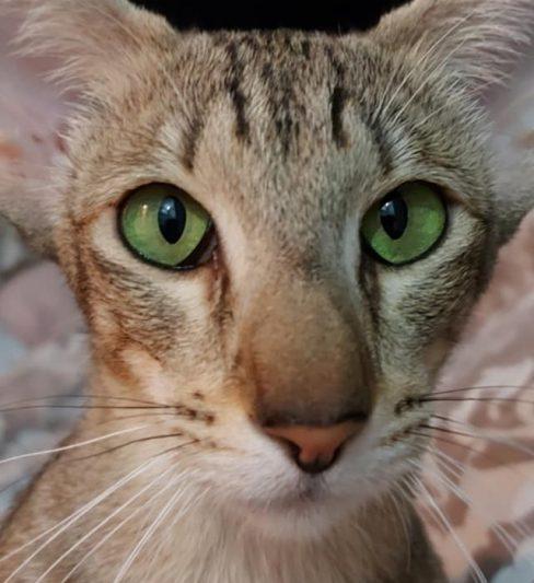 בית גידול לחתולים אוריינטלים  – Mizel cats