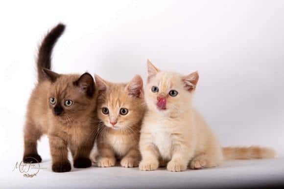 גורי מאנצ'קין למכירה גורי מאנצ'קין למכירה