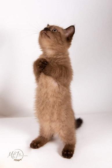 חתול מאנצ'קין למכירה חתול מאנצ'קין למכירה