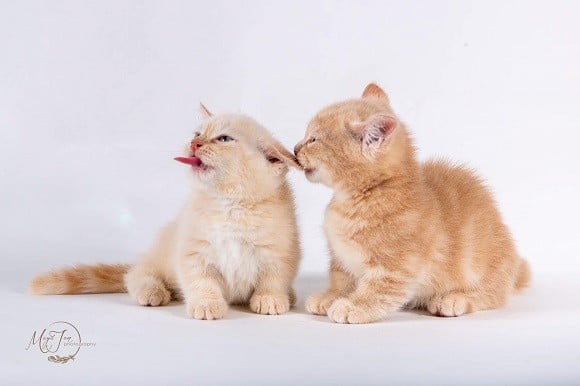 חתולי מאנצ'קין למכירה חתולי מאנצ'קין למכירה