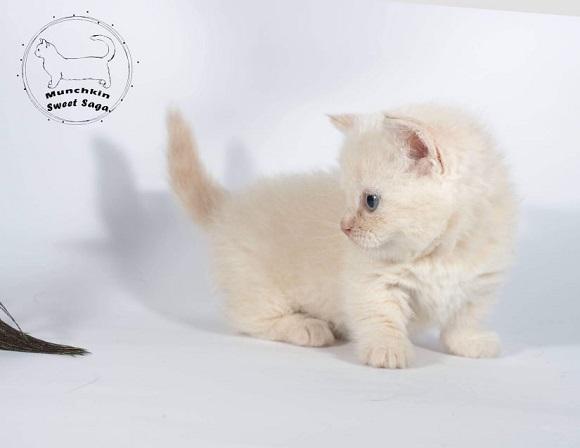 מאנצ'קין לבן למכירה מאנצ'קין לבן למכירה