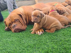 המלטה נדירה של גורי דוג דה בורדו