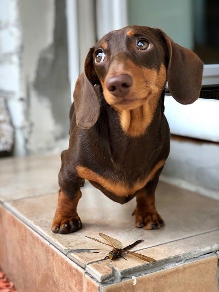דקאל תחש למכירה דקאל תחש למכירה