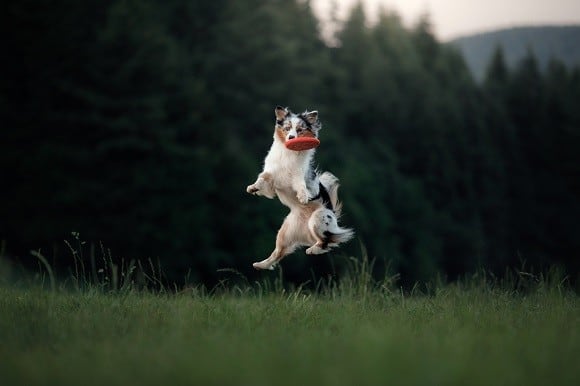 רועה אוסטרלי למכירה רועה אוסטרלי למכירה