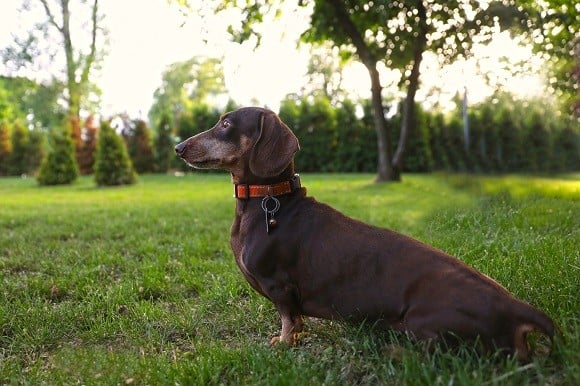 דקאל ארנבוני למכירה דקאל ארנבוני למכירה