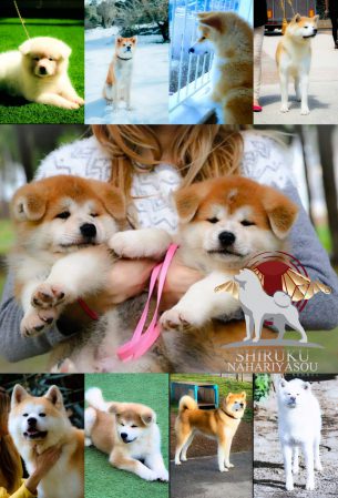 המלטה מתועדת של אקיטה אינו