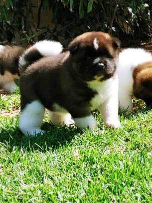 אקיטה אמריקאי