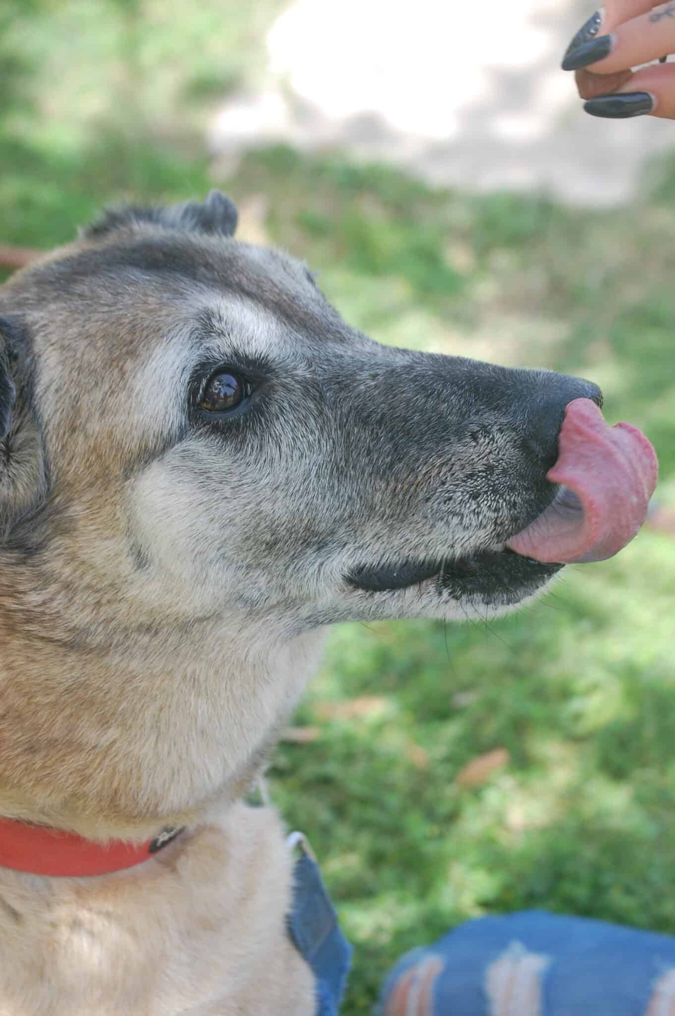 בונגו- “הרצליה ונתניה אוהבות חיות”