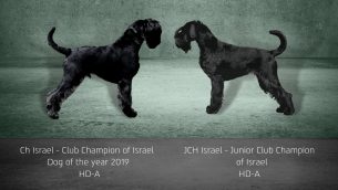 שנאוצר בינוני שחור - המלטה ייחודית