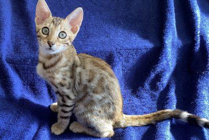 גורי חתולים בנגלים