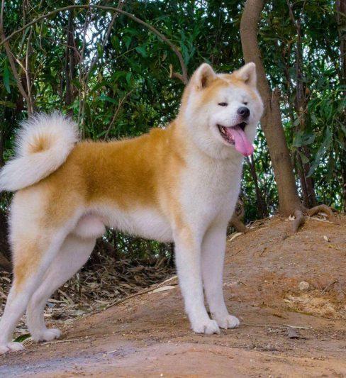 גורי אקיטה אינו –   Akita Inu