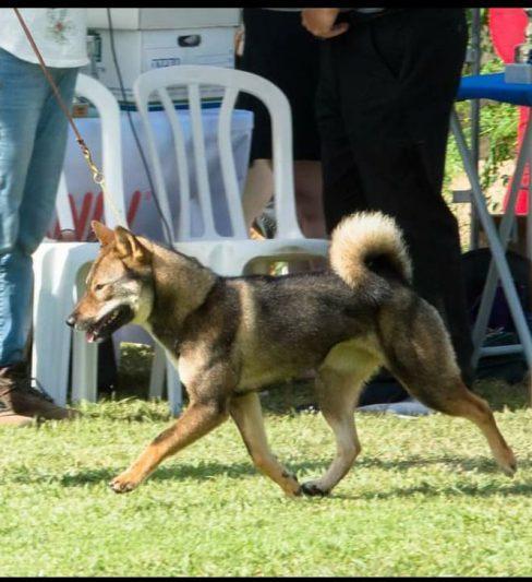 Saiko No kennel” shikoku”