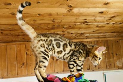 גורה בנגלית מתועדת