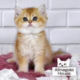 british kittens golden chinchilla ny-12 pat