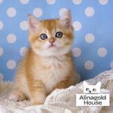 british kittens golden chinchilla ny-12 pat1