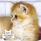 british kittens golden chinchilla ny-12 pat2