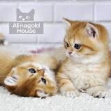 british kittens golden chinchilla ny-12 pat3