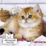 british kittens golden chinchilla ny-12 pat4