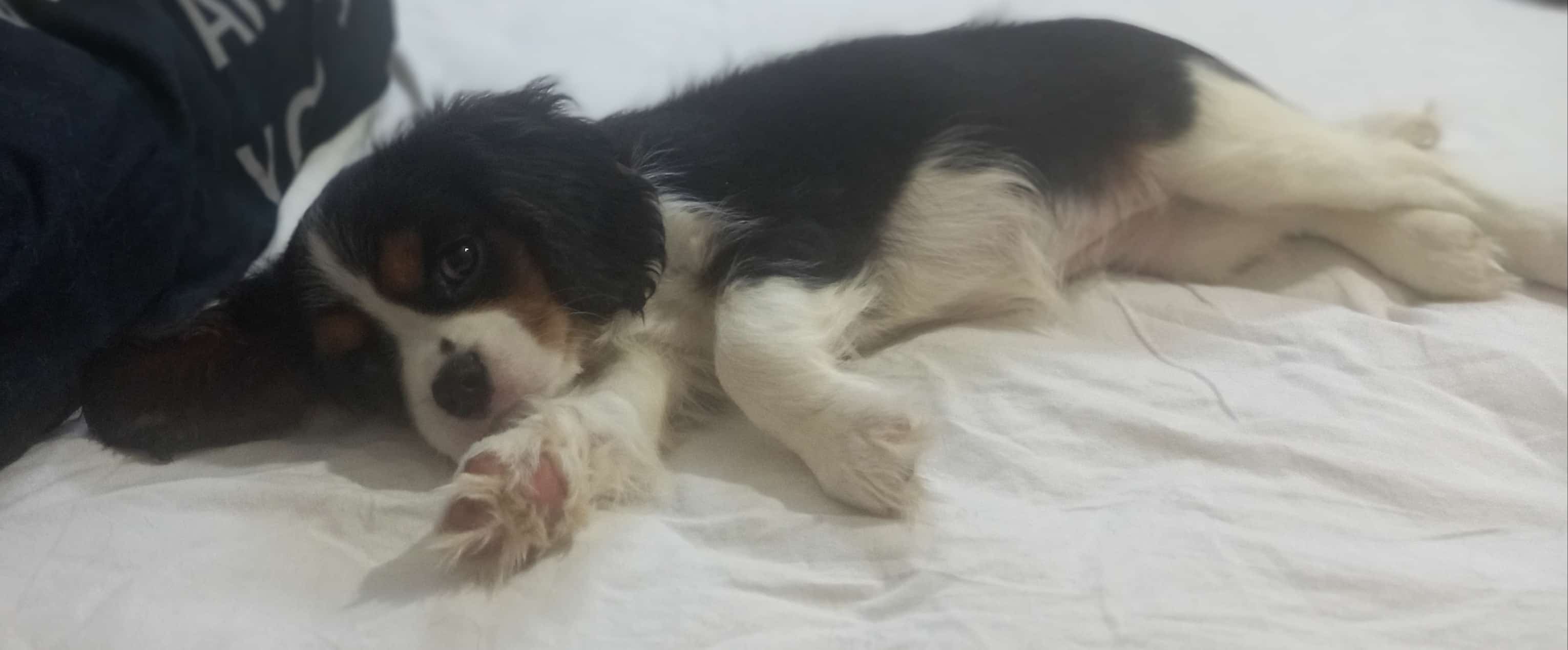 גורת קינג צ'ארלס קבליר טריקולור מתועדת