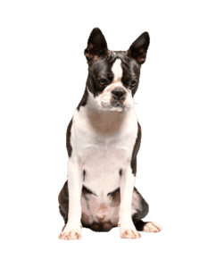 בוסטון טרייר בוסטון טרייר