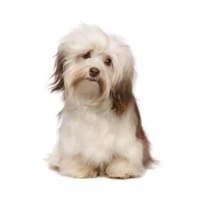 בישון הוואנז בישון הוואנז