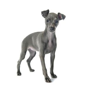 גריהאונד איטלקי גריהאונד איטלקי