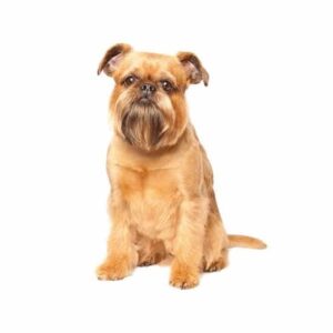 גריפון בריסל גריפון בריסל