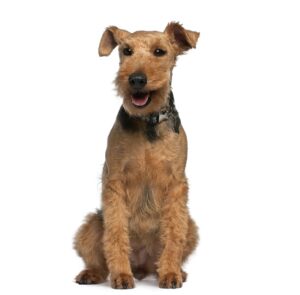 וולש טרייר וולש טרייר