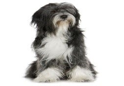 טרייר טיבטי טרייר טיבטי