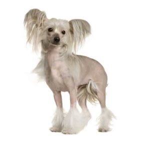 סיני מצויץ סיני מצויץ