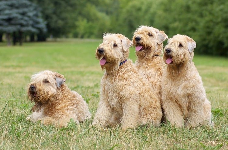 כלבים גזעיים משחקים בדשא