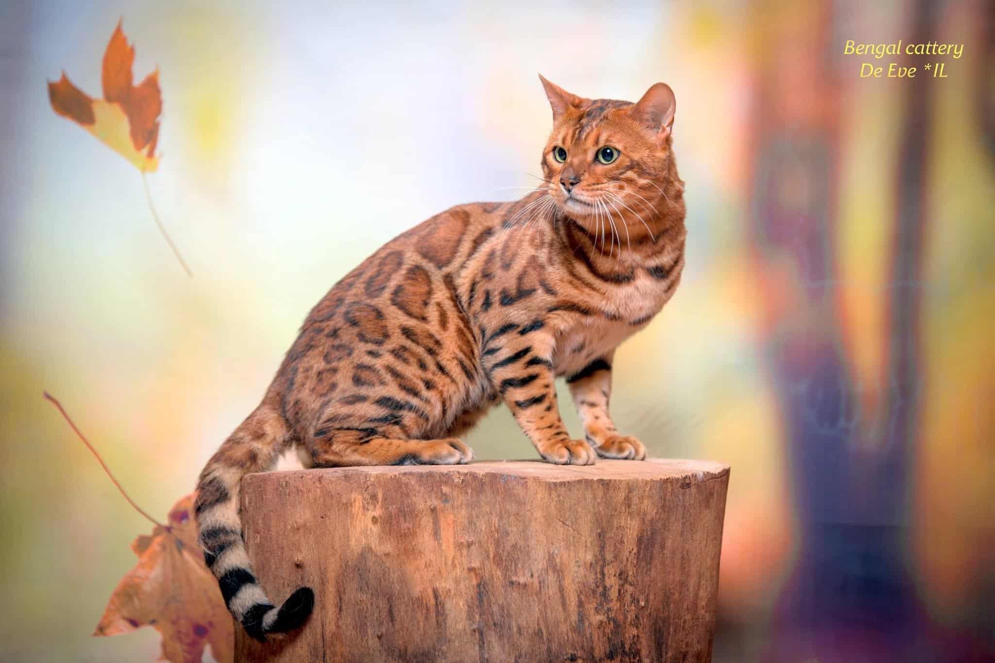 De Eve bengal cattery