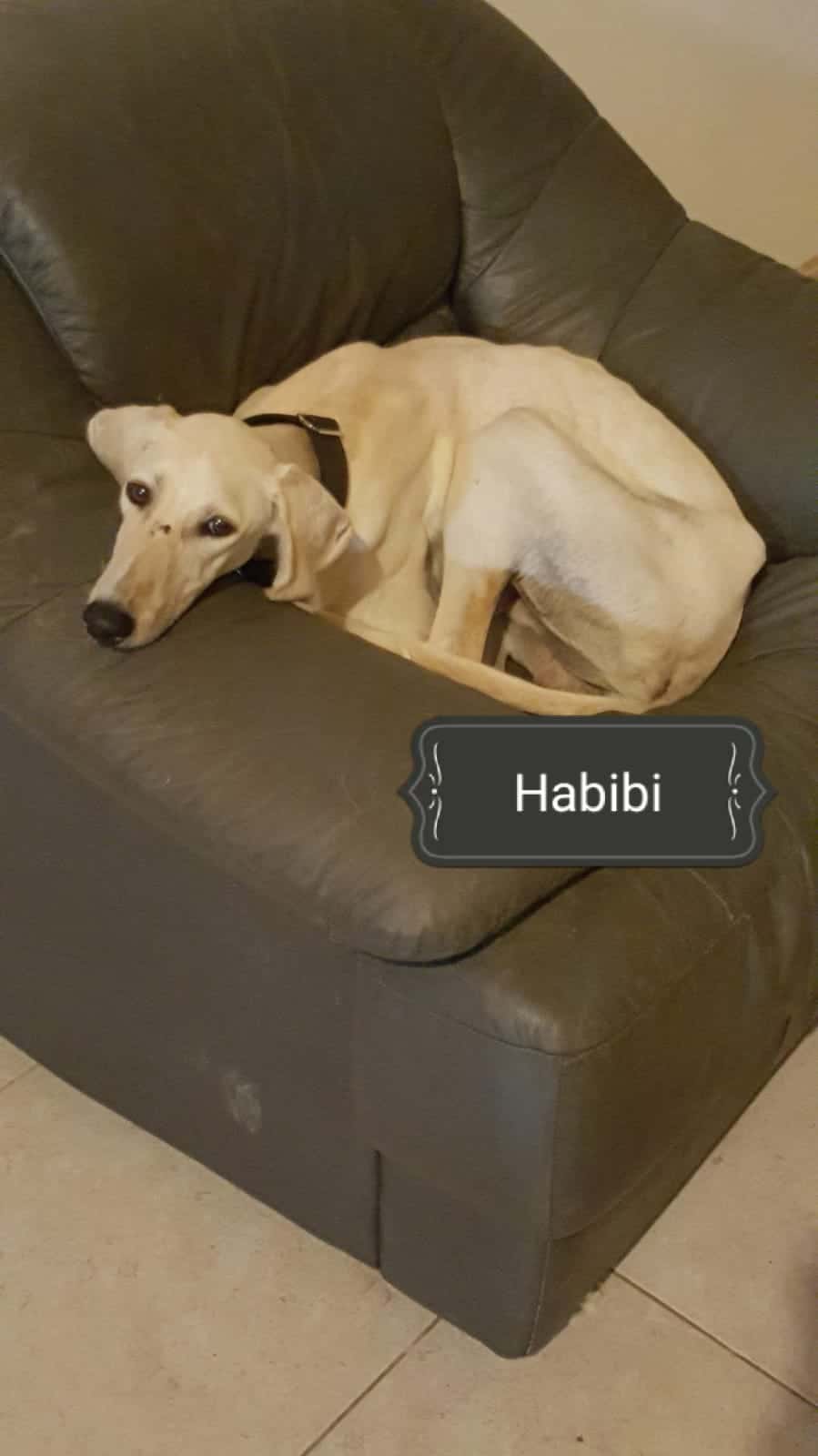 habibi-1ec2c2b6