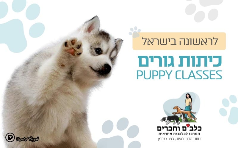 כיתת גורים כיתת גורים