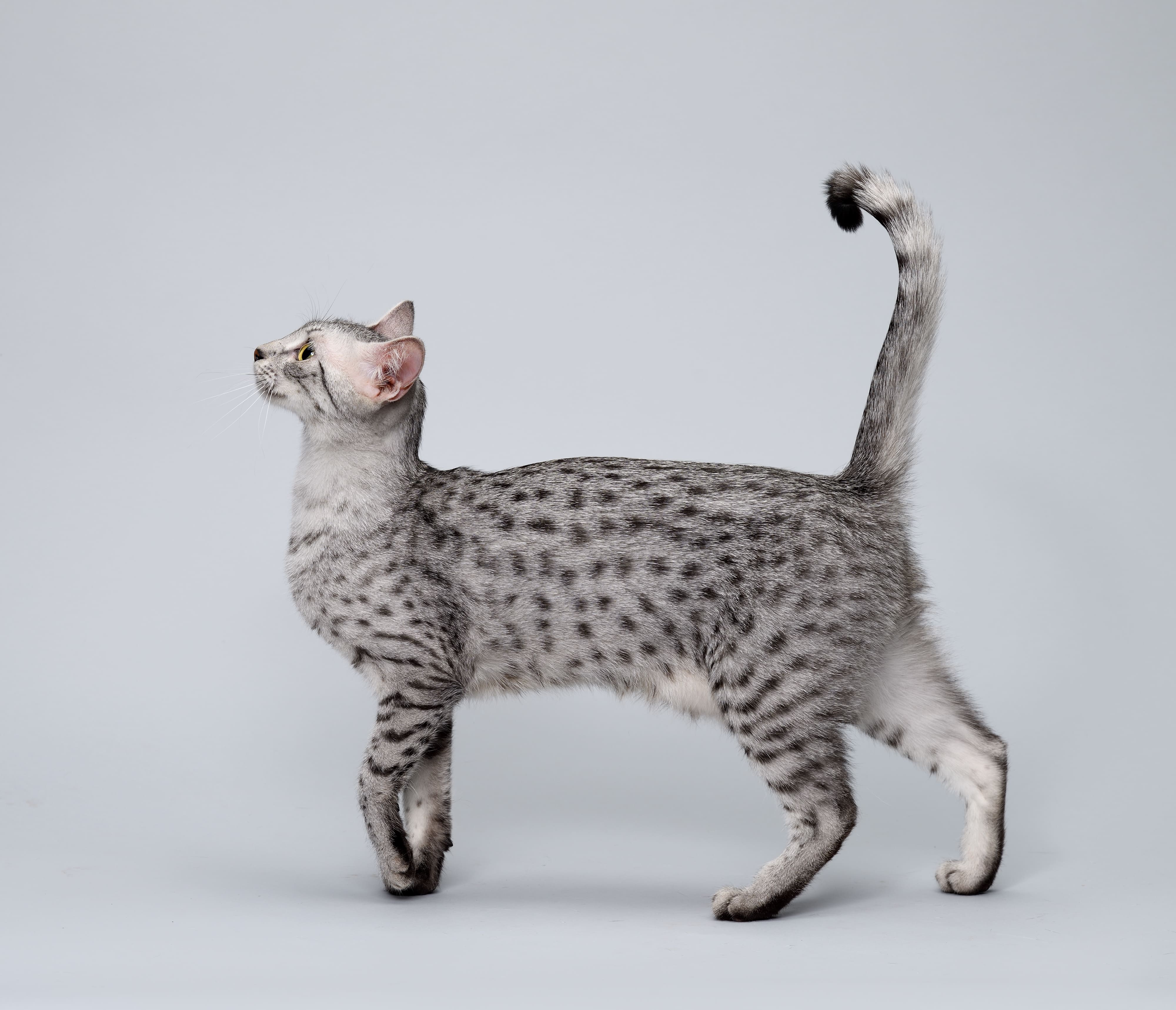 ☝️☝️☝️ מאו מצרי – Egyptian Mau