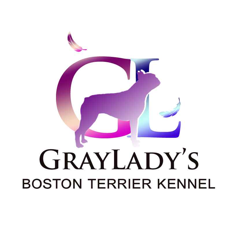 Graylady's Boston Terriers