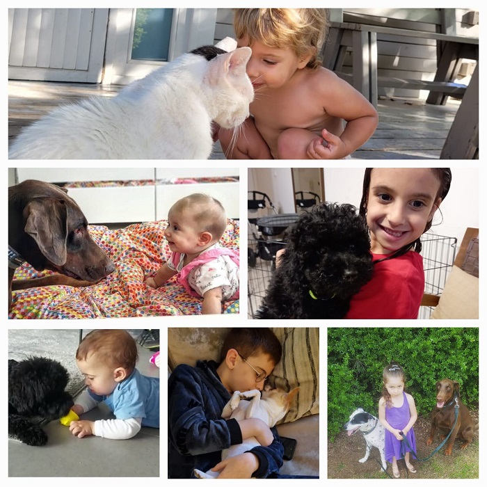 הפחתת חדרת ילדים עם כלבים וחתולים הפחתת חדרת ילדים עם כלבים וחתולים