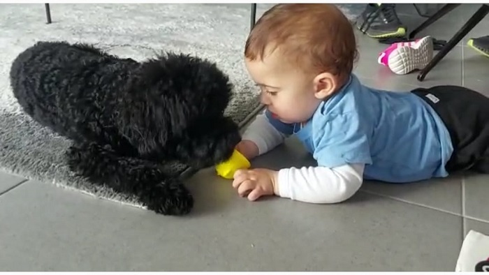 הפחתת חרדה עם כלב הפחתת חרדה עם כלב