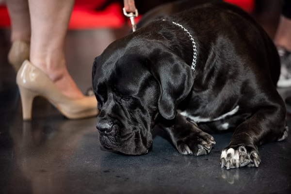 כלב שחור וגדול מגיע למקום העבודה עם בעליו כלב שחור וגדול מגיע למקום העבודה עם בעליו