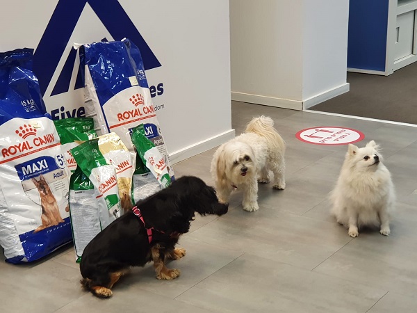 כלבים במקום העבודה כלבים במקום העבודה