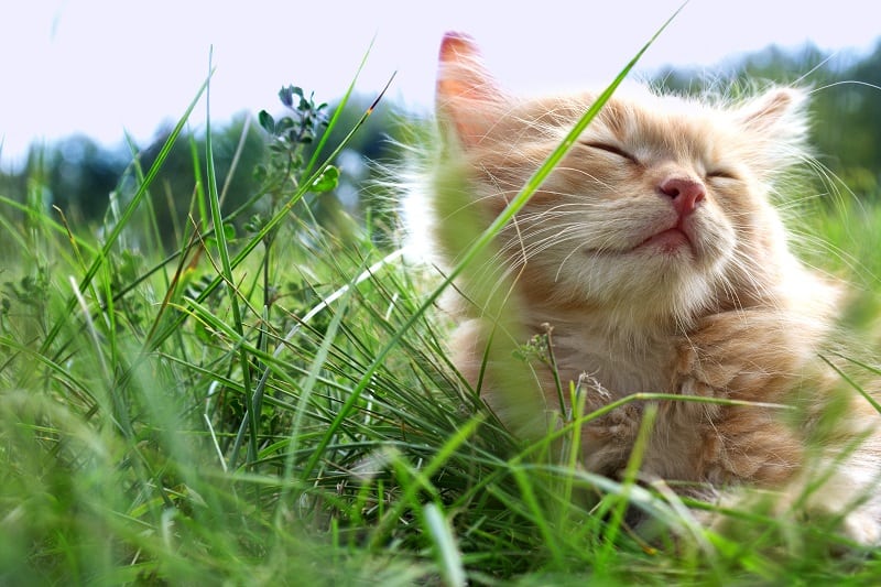 חתול גזעי משחק בדשא