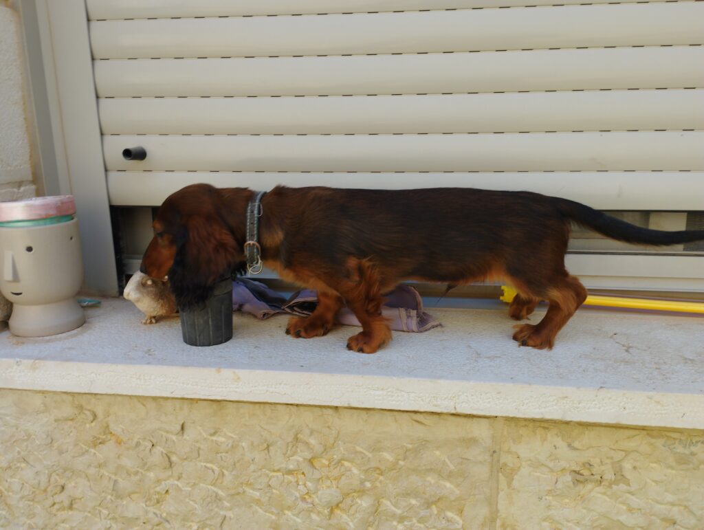 דקל / תחש ננסי ארוך שיער בן חצי שנה - פטפיינדר