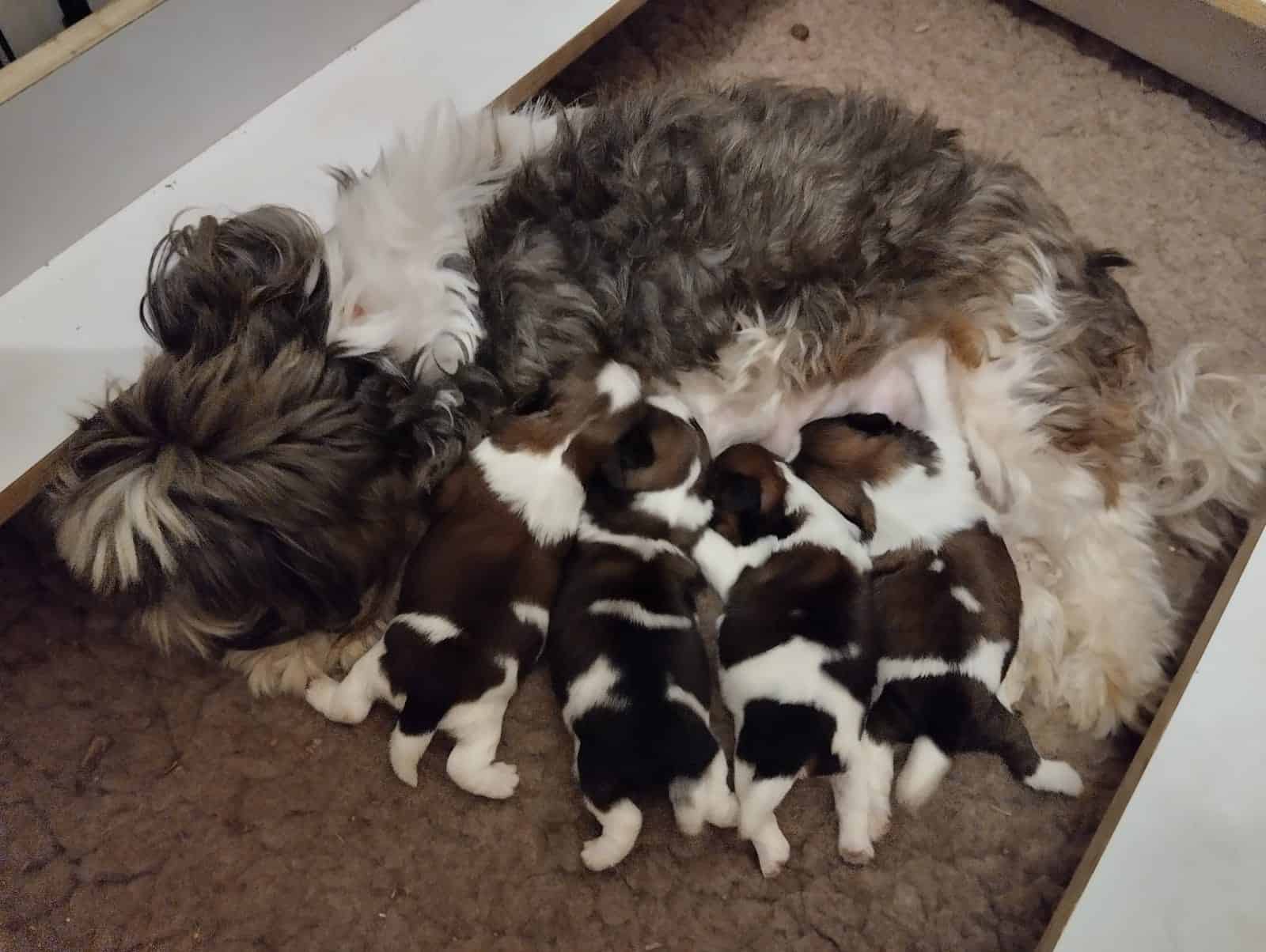 גורים 11.22-ab4e98dd