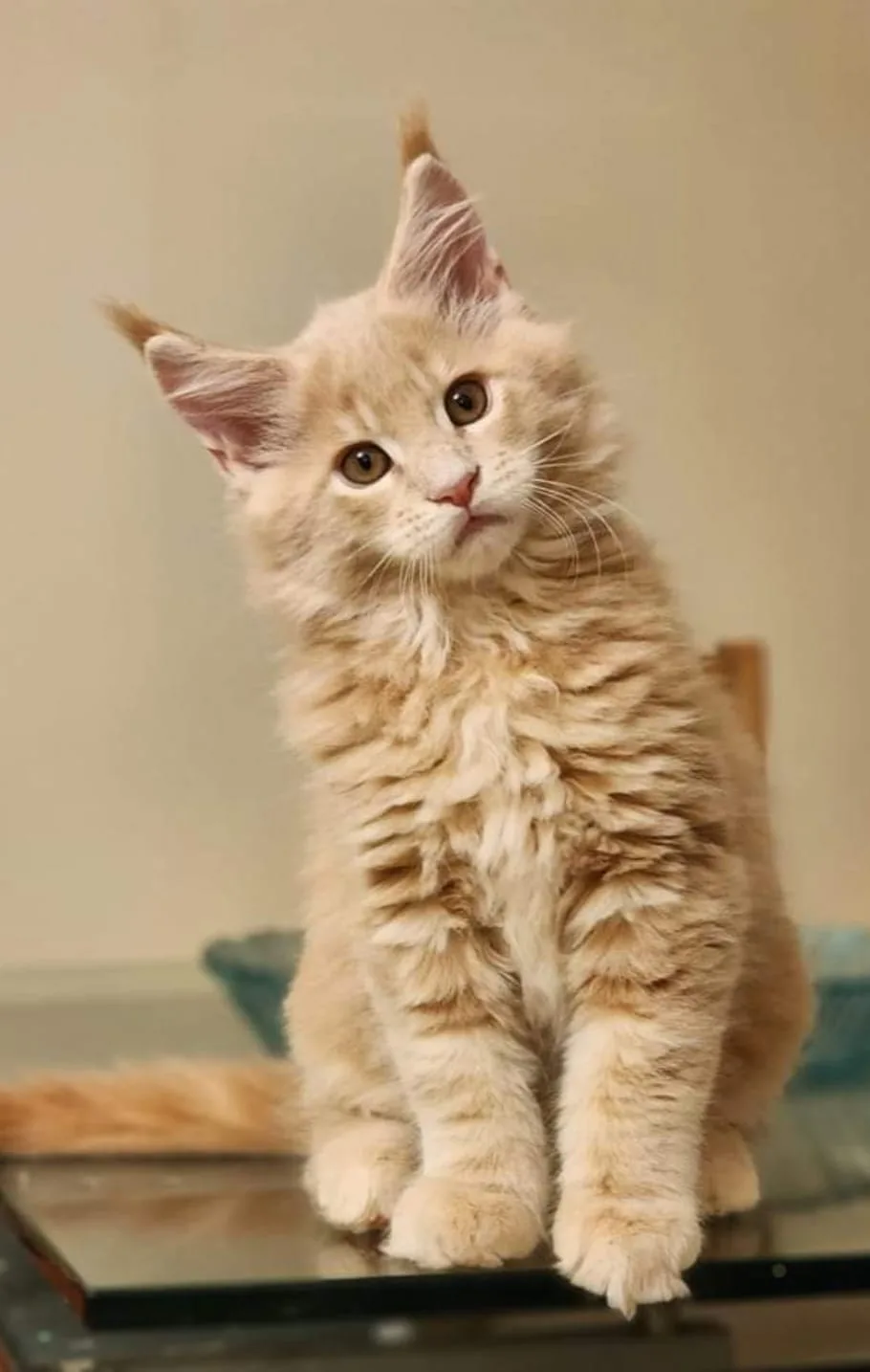 בית גידול IL*Bravalia ,אשקלון