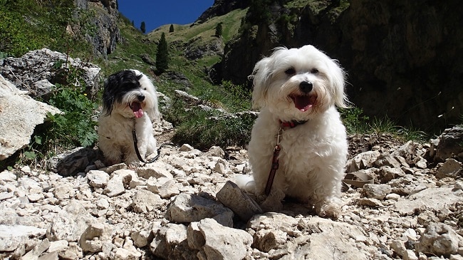 קוטון לה טולייר מטיילים בהרים קוטון לה טולייר מטיילים בהרים