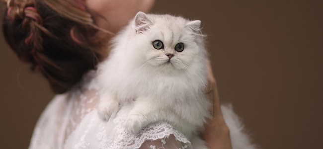 חתול בריטי ארוך שיער חתול בריטי ארוך שיער