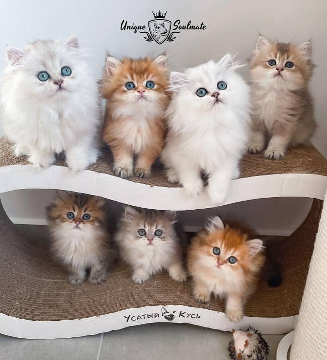 חתול בריטי ארוך שיער חתול בריטי ארוך שיער